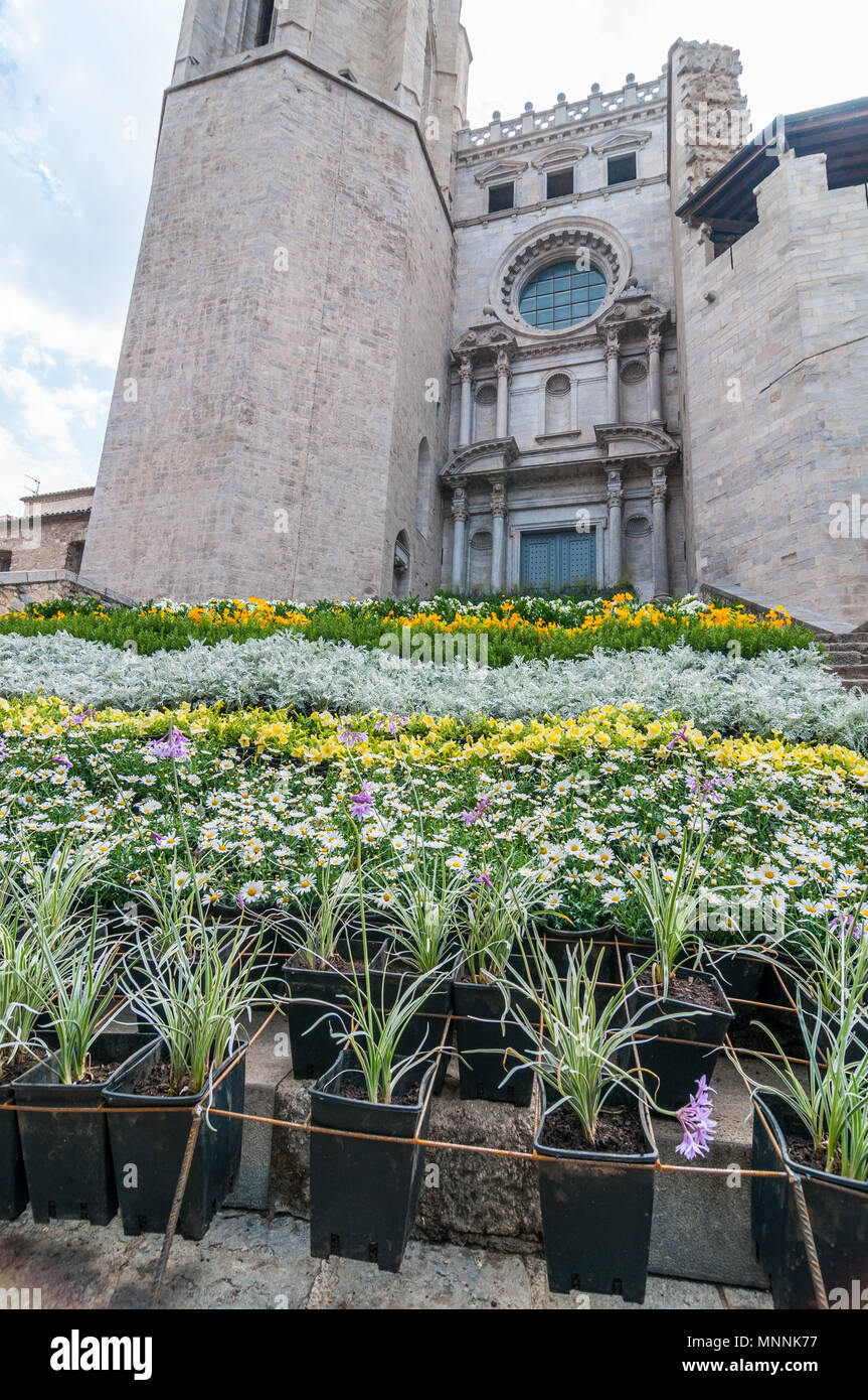 Blumenschmuck auf den Stufen der Kirche St. Felix, jährliche Flower Festival "Temps de Flors 2018", Girona, Katalonien, Spanien Stockfoto