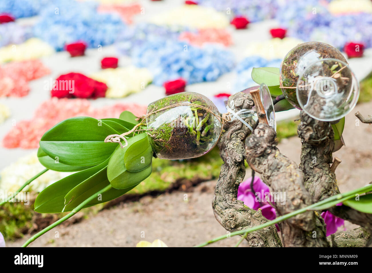 Blumenschmuck, Blumen und Kristallgläsern, jährliche Flower Festival "Temps de Flors 2018", Girona, Katalonien, Spanien Stockfoto