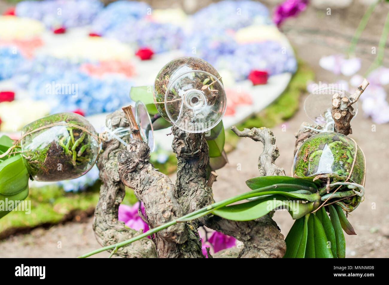 Blumenschmuck, Blumen und Kristallgläsern, jährliche Flower Festival "Temps de Flors 2018", Girona, Katalonien, Spanien Stockfoto