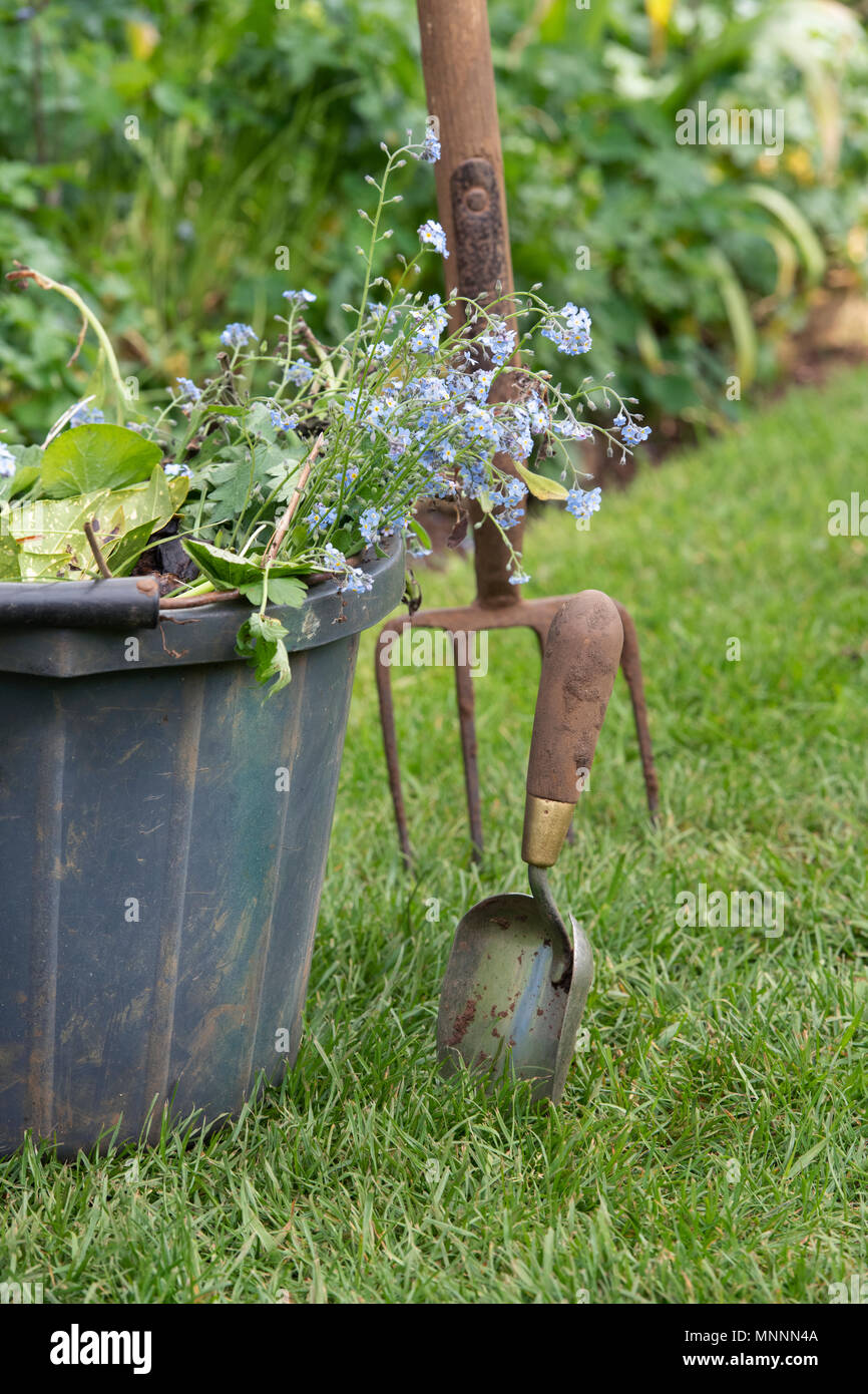 Löschen von toten Pflanzen und Unkraut aus dem Garten in einen Eimer mit einer Hand Kelle und Garten Gabel Stockfoto