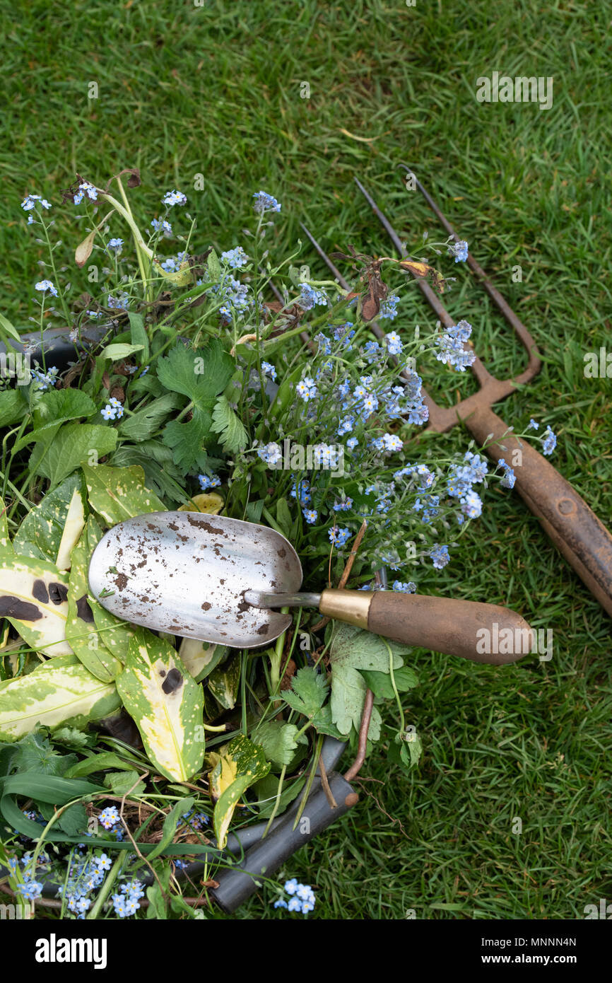 Löschen von toten Pflanzen und Unkraut aus dem Garten in einen Eimer mit einer Hand Kelle und Garten Gabel Stockfoto