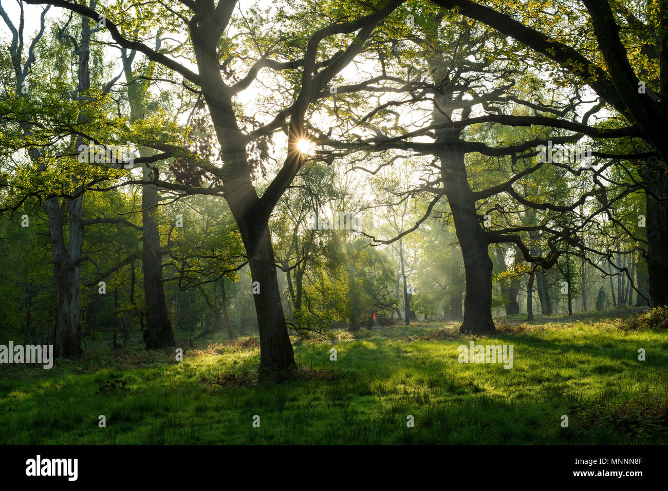 Eichen in der Morgensonne in der Grafschaft Oxfordshire. Oxfordshire, England Stockfoto