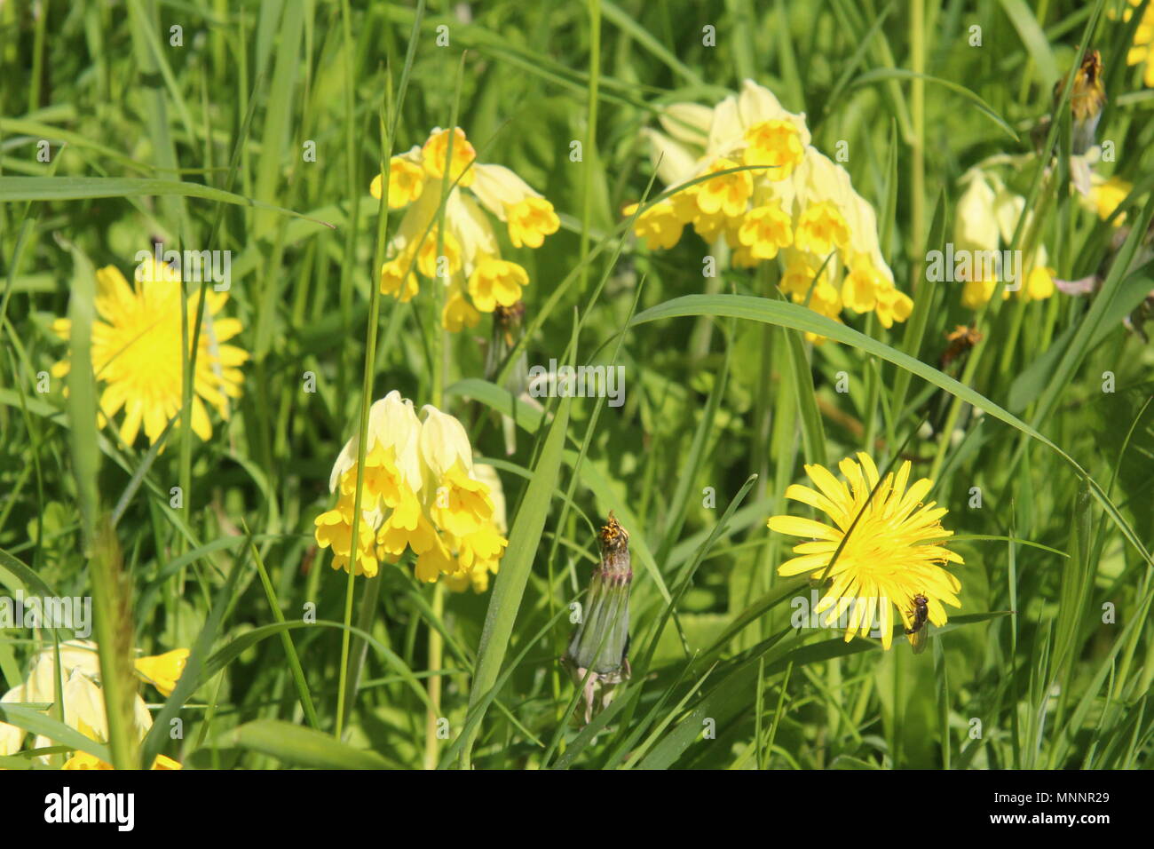 Cowslips in einer frühlingswiese (UK) Stockfoto