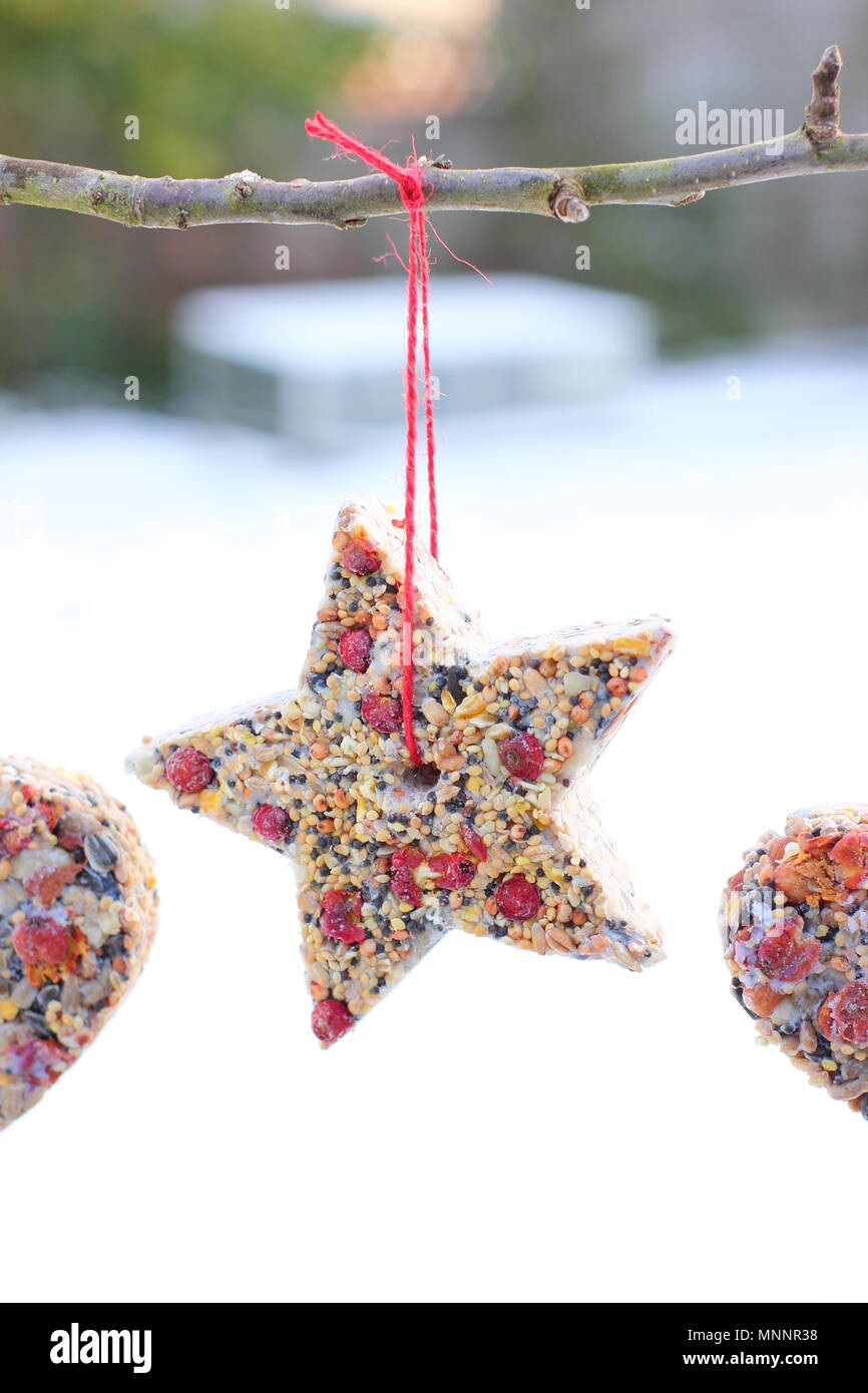 Schritt für Schritt 6/7: Winter berry Futterhäuschen mit ausstechformen. Hausgemachte Herz und sternförmigen Futterhäuschen hängen am Baum im Garten mit Schnee Stockfoto