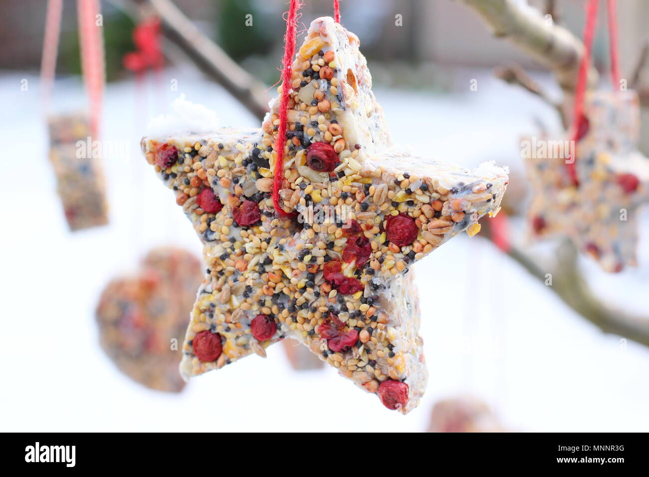Schritt für Schritt 6/7: Winter berry Futterhäuschen mit ausstechformen. Hausgemachte Herz und sternförmigen Futterhäuschen hängen am Baum im Garten mit Schnee Stockfoto