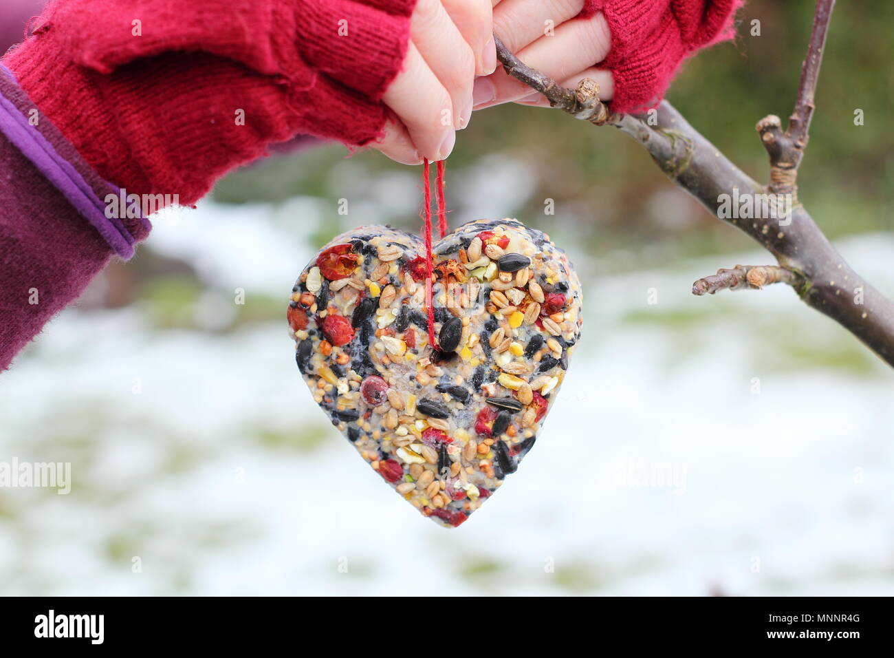 Schritt für Schritt 6/7: Winter berry Futterhäuschen mit ausstechformen. Hausgemachte Herz und sternförmigen Futterhäuschen hängen von Ast - Winter UK Stockfoto