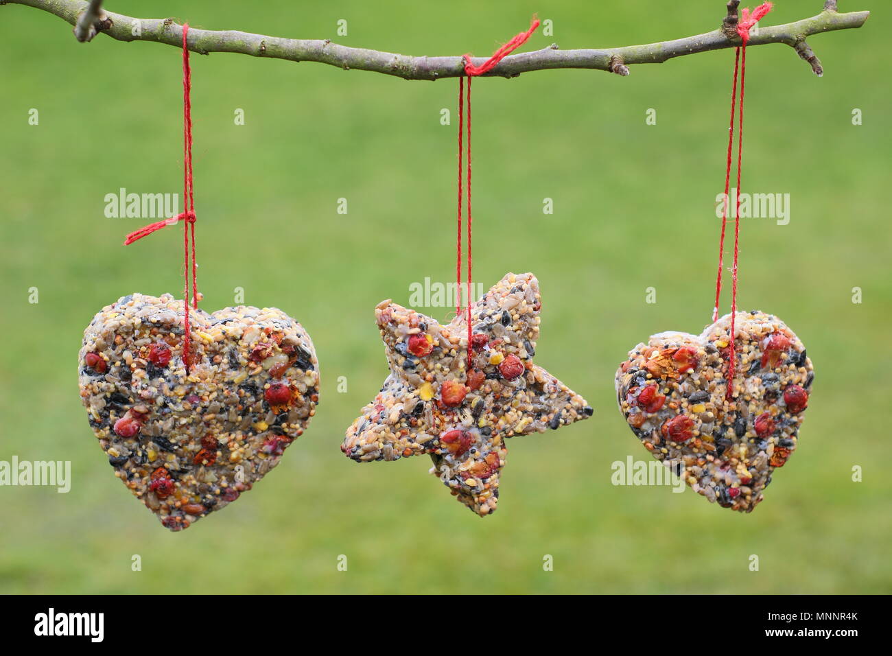 Schritt für Schritt 6/7: Winter berry Futterhäuschen mit ausstechformen. Hausgemachte Herz und sternförmigen Futterhäuschen hängen von Ast - Winter UK Stockfoto