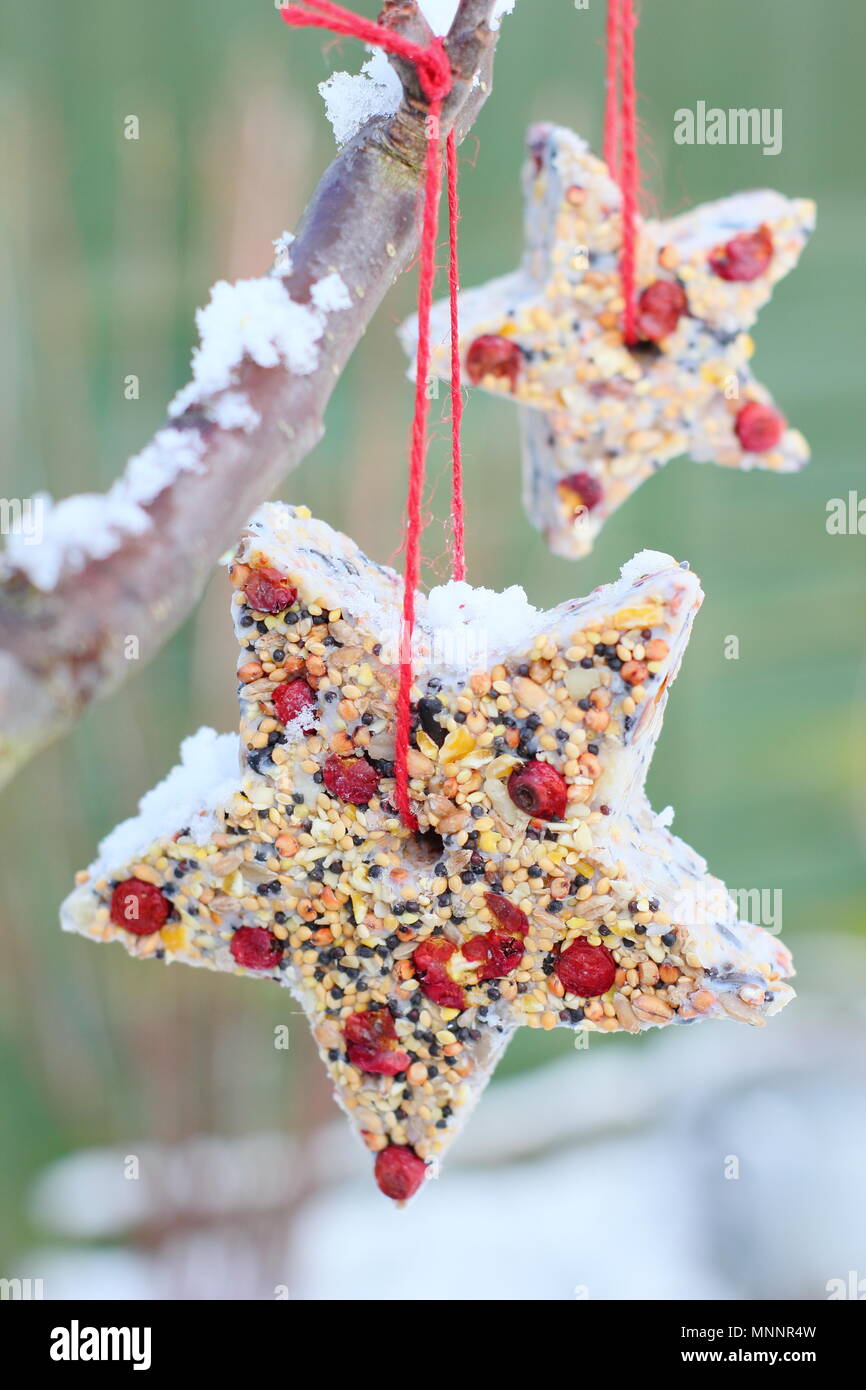 Schritt für Schritt 6/7: Winter berry Futterhäuschen mit ausstechformen. Hausgemachte Herz und sternförmigen Futterhäuschen hängen am Baum im Garten mit Schnee Stockfoto