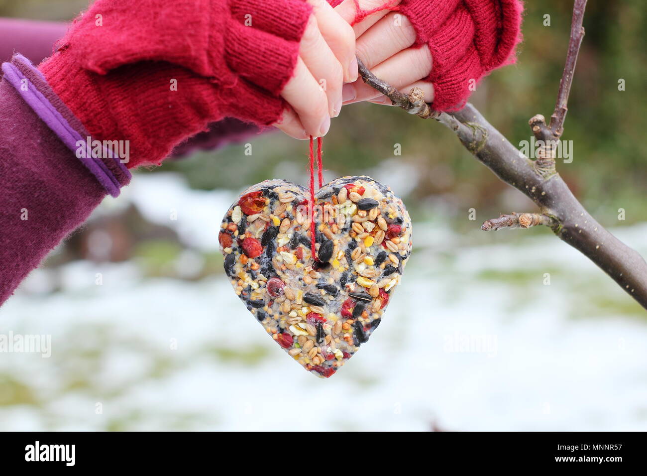 Schritt für Schritt 6/7: Winter berry Futterhäuschen mit ausstechformen. Hausgemachte herzförmige Bird Feeder von Ast hingen in Garten nach Schnee Stockfoto