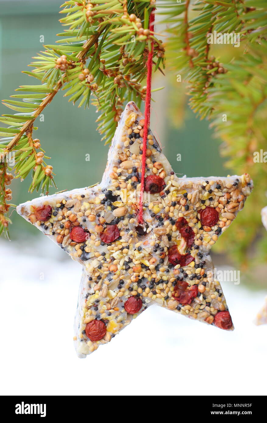 Schritt für Schritt 6/7: Winter berry Futterhäuschen mit ausstechformen. Hausgemachte Herz und sternförmigen Futterhäuschen hängen von Ast auf verschneiten Tag Stockfoto