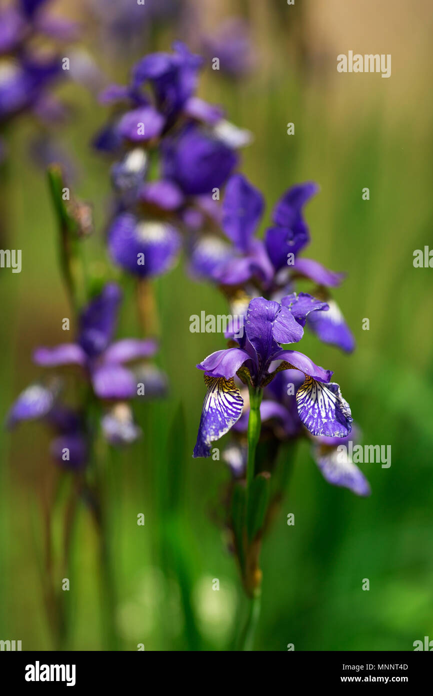 garten blumen lila, schönen garten blumen lila iris. auf einem grünen hintergrund der, Design ideen