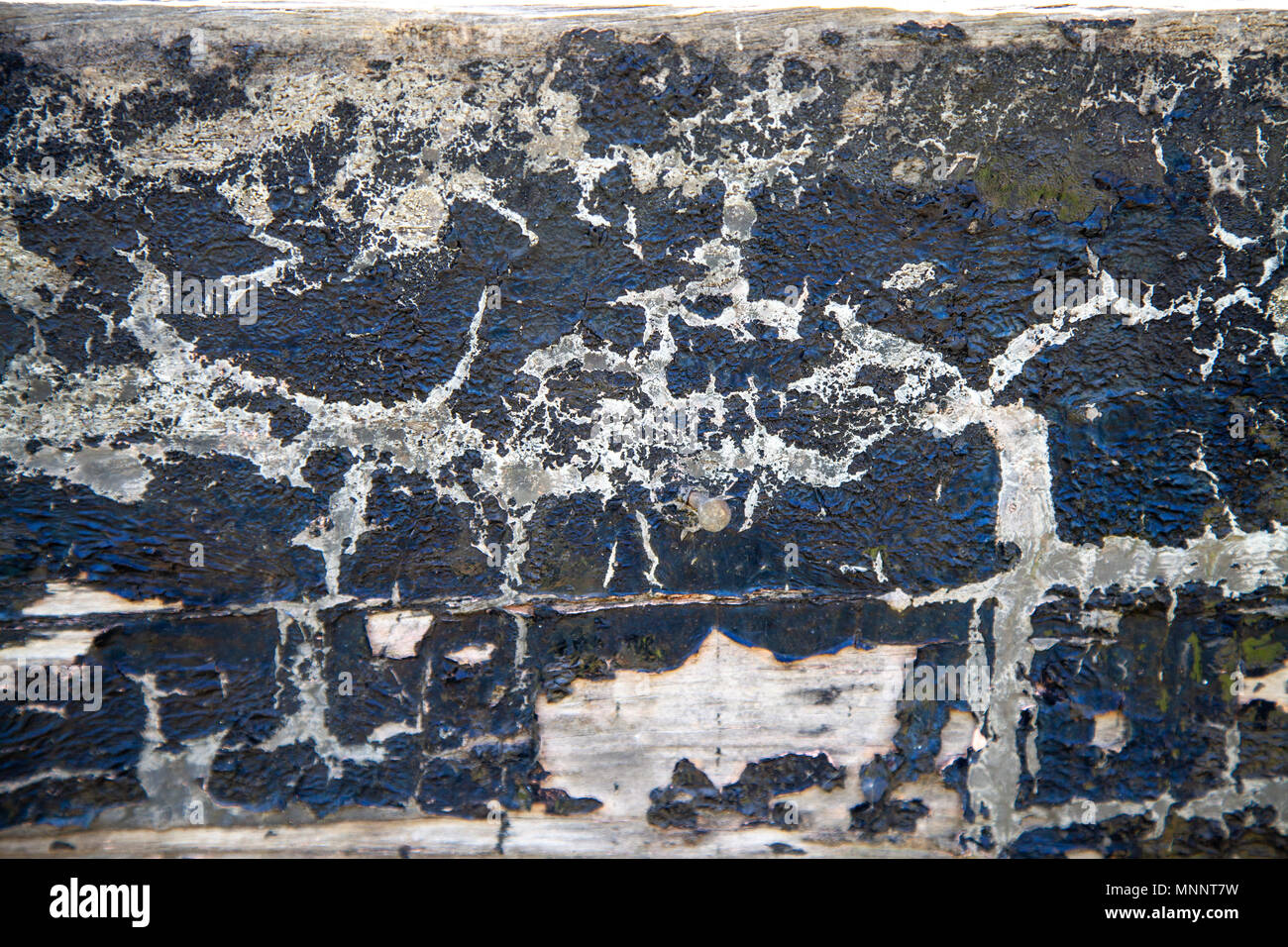 Alte, gesprungene Lackierung auf einem verrottendem Holz- Struktur eines alten cargo Aufsch. Stockfoto