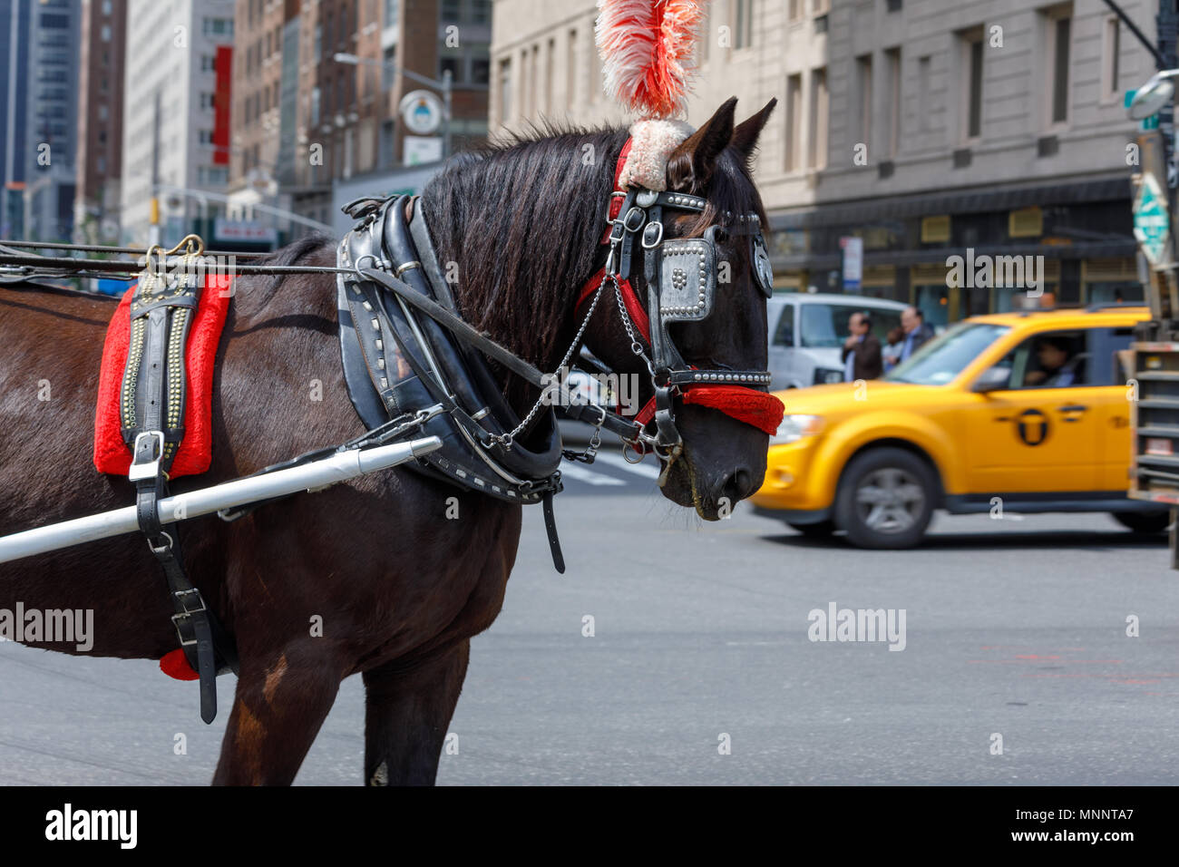 New York, USA - Mai 8, 2018: Reiten und für Kutschfahrten durch den Central Park in New York City verwendet. Stockfoto