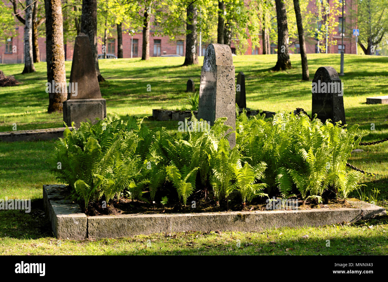 Frische grüne Farne wachsen in einem alten Friedhof Stockfoto