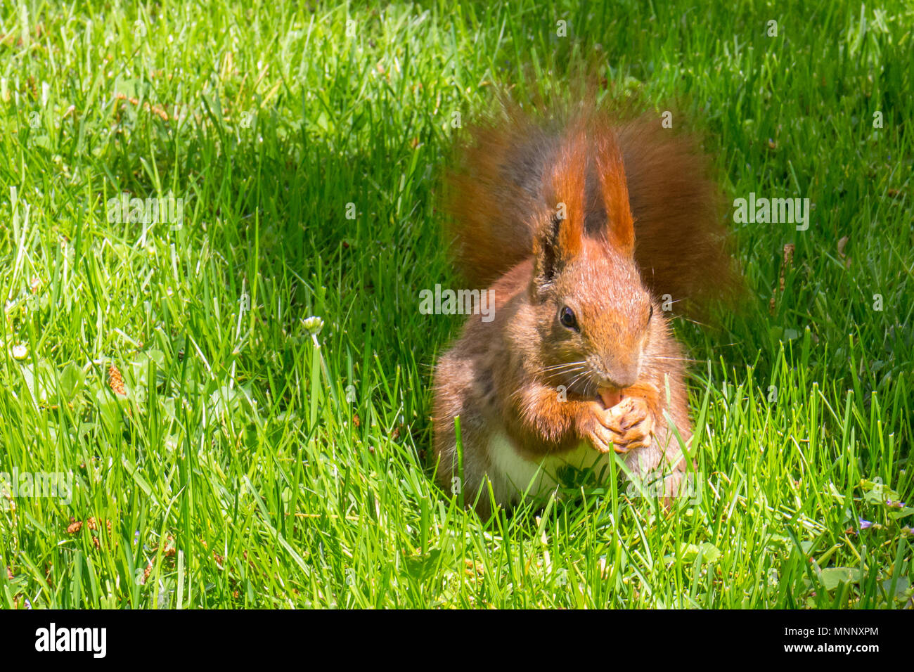 Rötlich-braunen Eichhörnchen essen Mutter auf grünem Gras Stockfoto