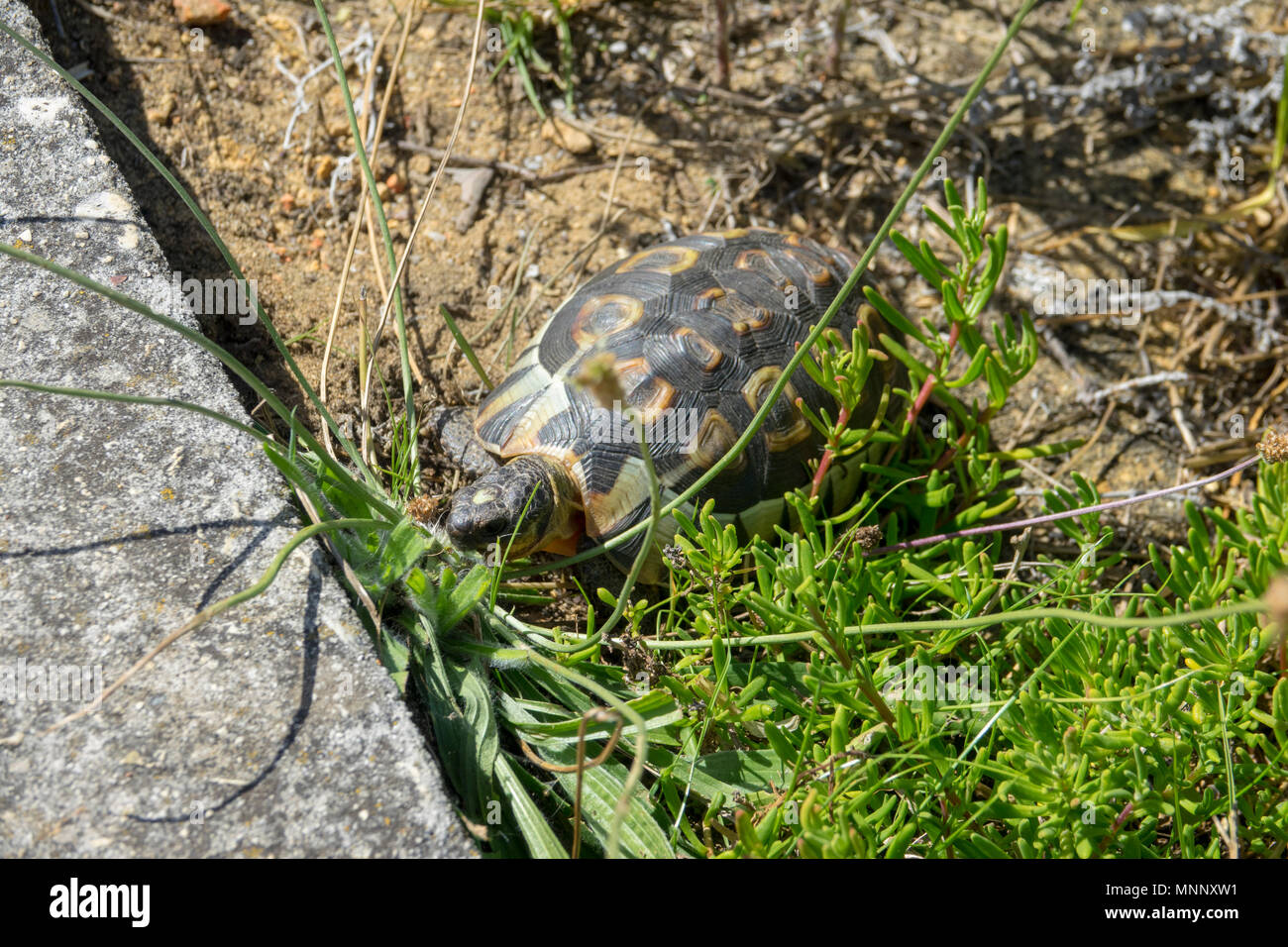 Juvenile leopard tortoise Beweidung auf Gras in der Hermanus, Südafrika. Stockfoto