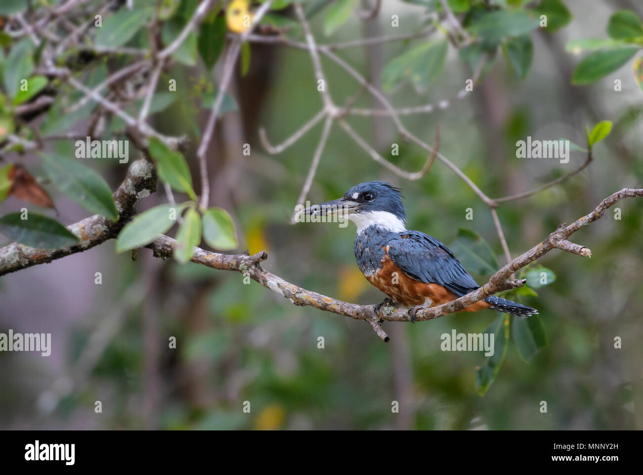 Beringt Kingfisher - Megaceryle torquata, schöne orange, weiß und blau Kingfisher aus Neue Welt frisches Wasser, Costa Rica. Stockfoto