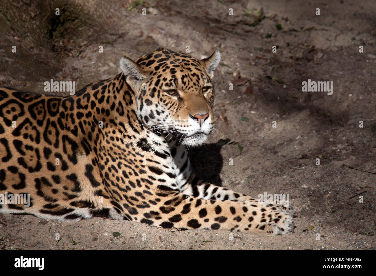 Junge schöne Jaguar im Zoo Stockfoto