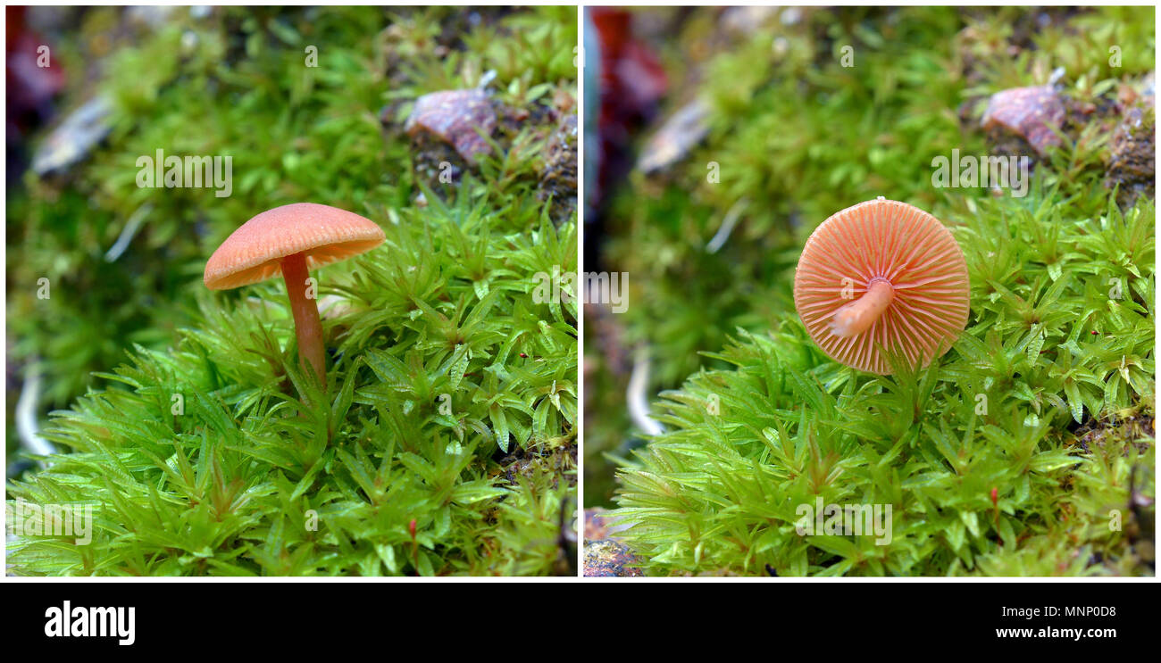 Laccaria laccata, bekannt als der Verführer oder wachsartige laccaria Stockfoto