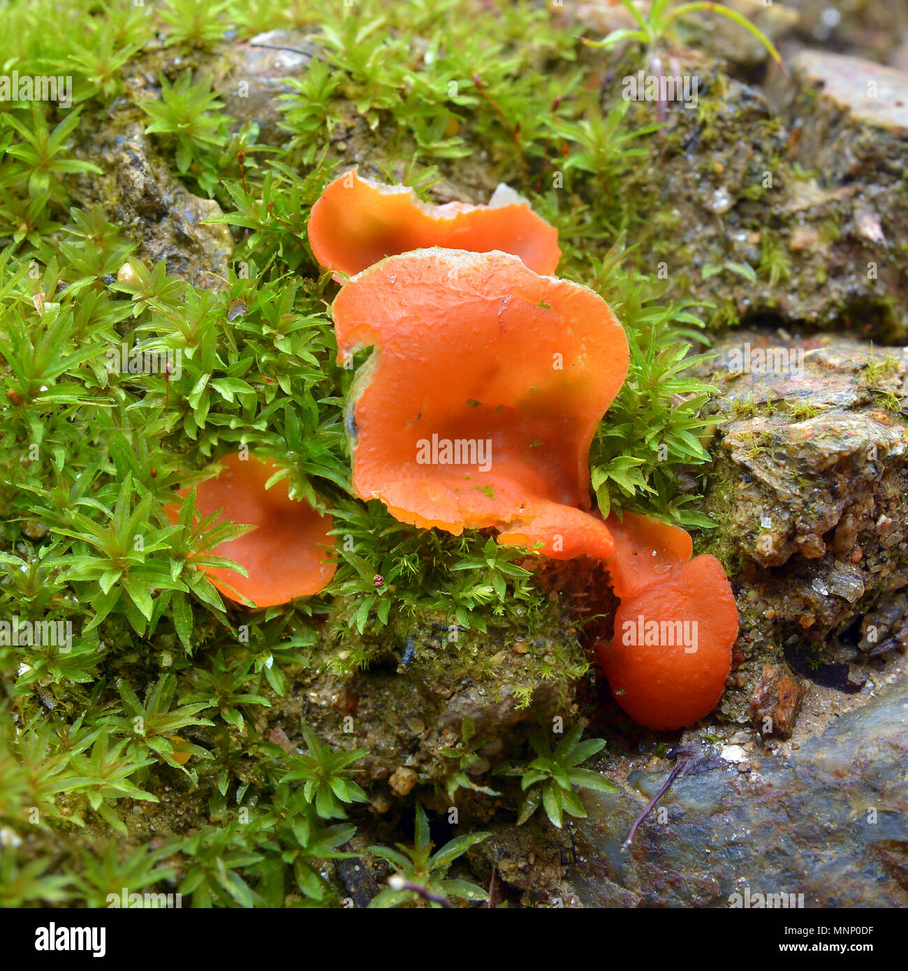 Aleuria aurantia Pilz, der auch als Orangenhaut Pilz bekannt Stockfoto