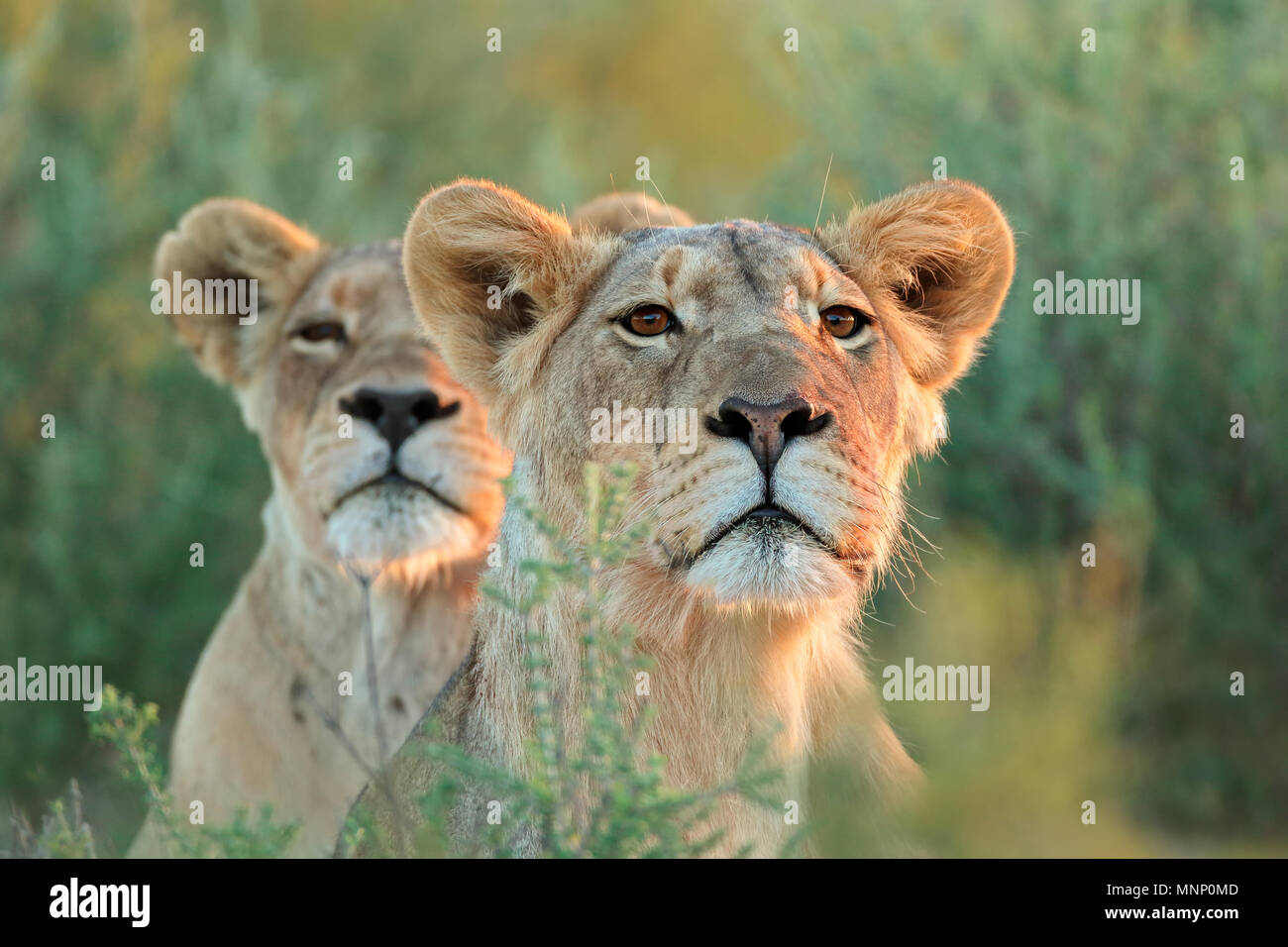 Eine Warnung Löwin (Panthera leo) intensiv suchen, Kalahari Wüste, Südafrika Stockfoto