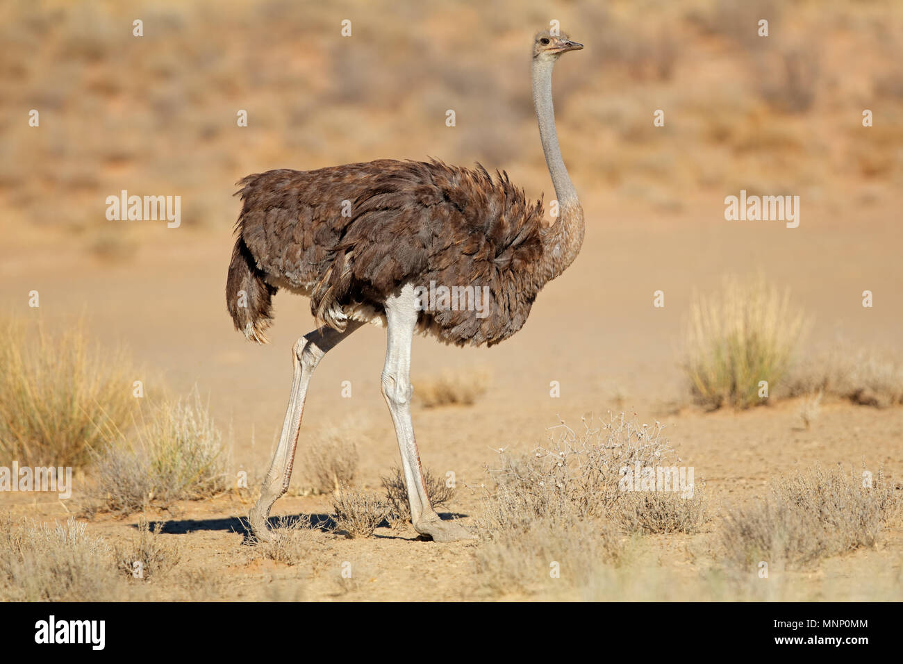 Weibliche Strauß (Struthio Camelus) im natürlichen Lebensraum, Kalahari-Wüste, Südafrika Stockfoto