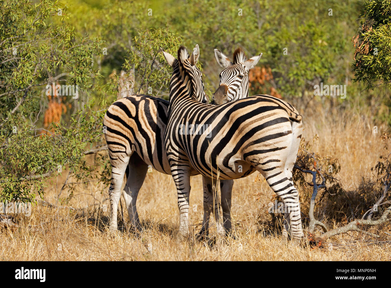 Ebenen Zebras (Equus burchelli) im natürlichen Lebensraum, Krüger Nationalpark, Südafrika Stockfoto