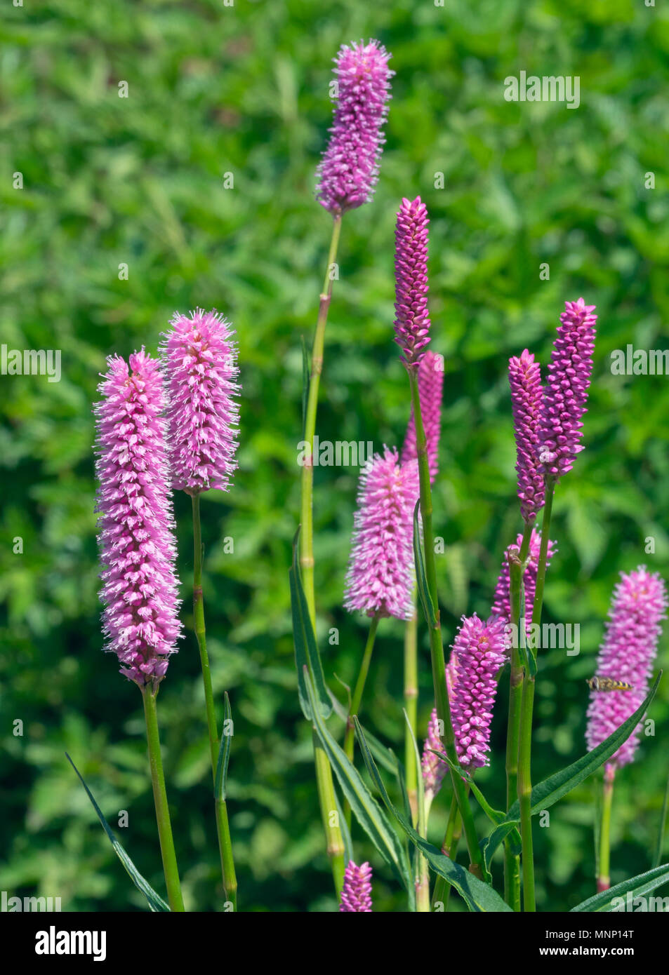 Red bistort Persicaria Hohe Tatra Stockfoto