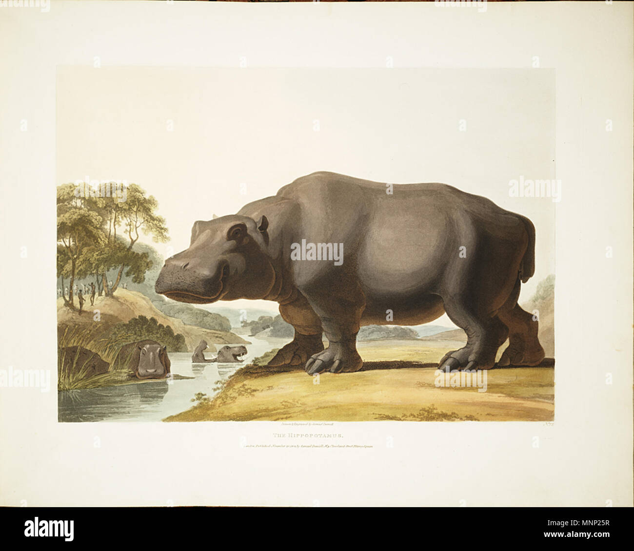 SIL 28-276-05, 5/14/08, 3:59 PM, 8C, 039x6100 (167 +927), 100 % % % % % % % % % % % % % % % %, Custom, 1/40 s, R 18,5, G6.5, B 17.9. Deutsch: "Das Nilpferd" - Samuel Daniell ernannt Künstler für eine britische Expedition in das Kap in 1801. Er skizziert das Leben von Tieren in ihrer natürlichen Lebensräume, und wurde für seine Genauigkeit und Liebe zum Detail gelobt. Nach seiner Rückkehr, Daniell verwendet sein Feld Skizzen zu erstellen und diese aquatinten veröffentlichen. Mai 1804. Samuel Daniell (1775-1811) 1089 Samuel Daniell, 04. Stockfoto
