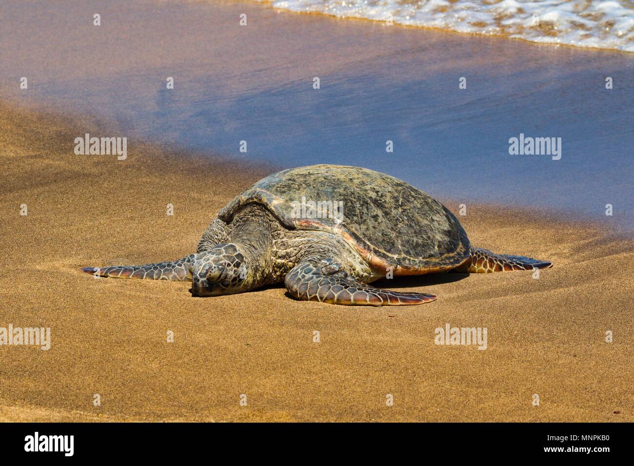 Grüne Meeresschildkröten Aalen auf dem Sand auf der Insel Maui. Stockfoto