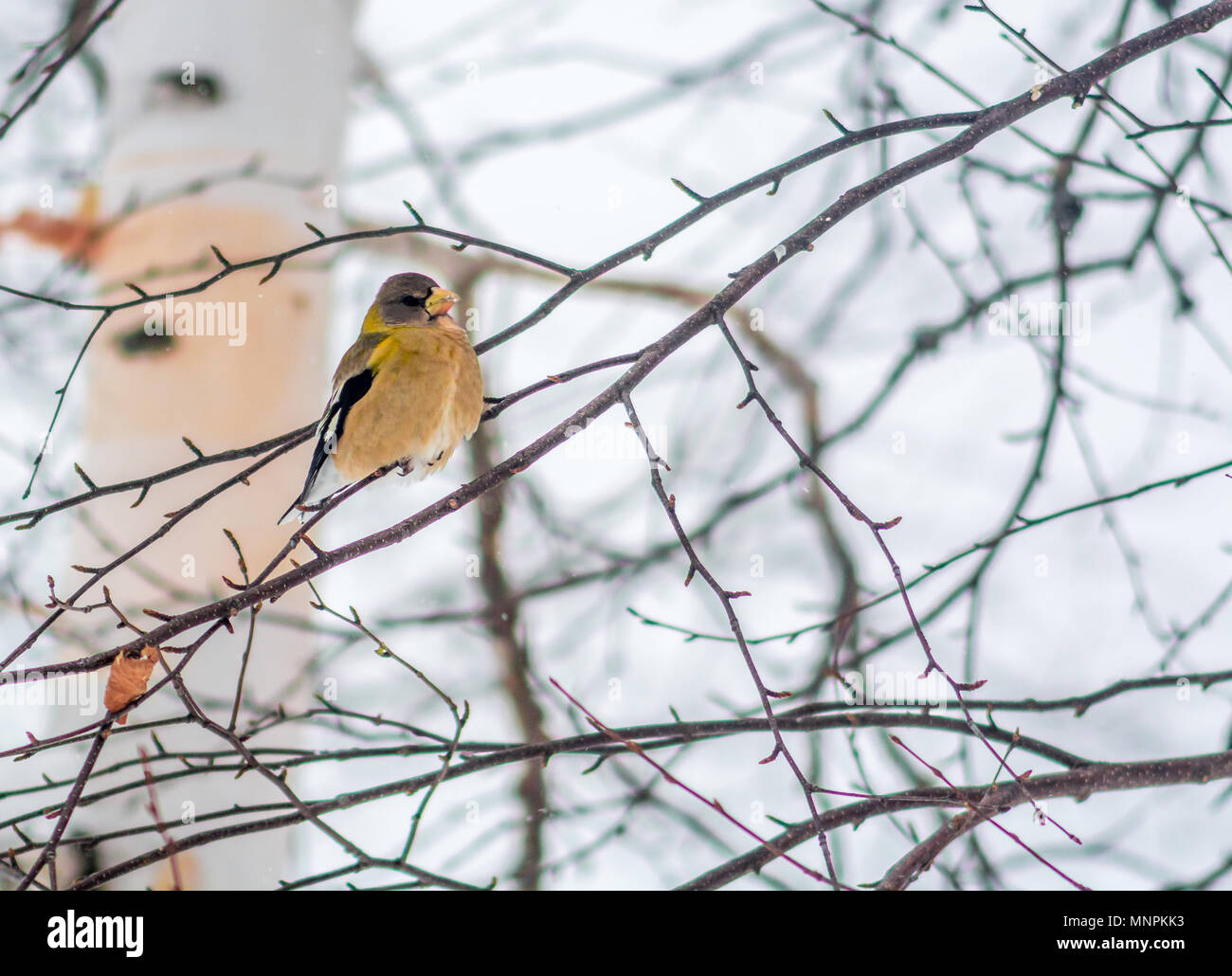 Weibliche Abend Grosbeak Vogel Celebratig Neues Jahr von Minus 25 Grad Celsius Stockfoto