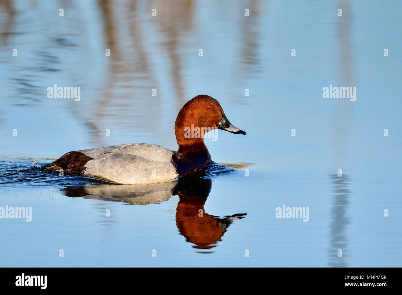 Gemeinsamen Tafelenten Stockfoto