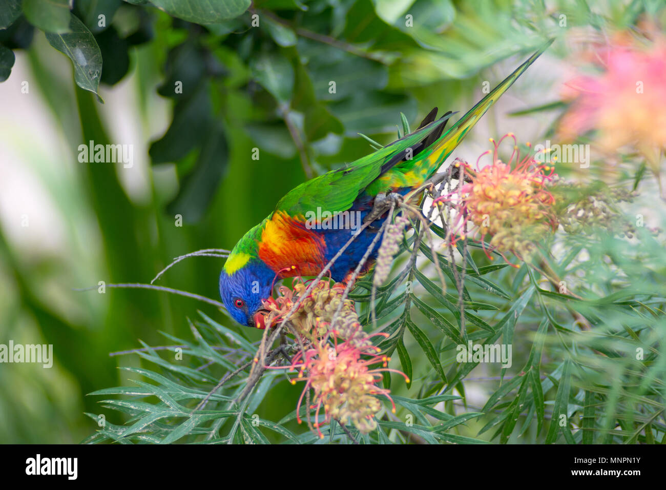 Rainbow Lorikeet (Australian Parrot) frisst Grevillea erstklassige Nektar in Sydney, Australien. Stockfoto