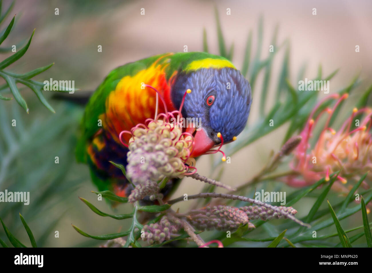 Rainbow Lorikeet (Australian Parrot) frisst Grevillea erstklassige Nektar in Sydney, Australien. Stockfoto