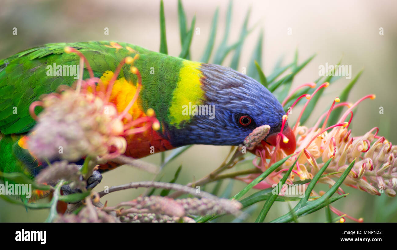 Rainbow Lorikeet (Australian Parrot) frisst Grevillea erstklassige Nektar in Sydney, Australien. Stockfoto