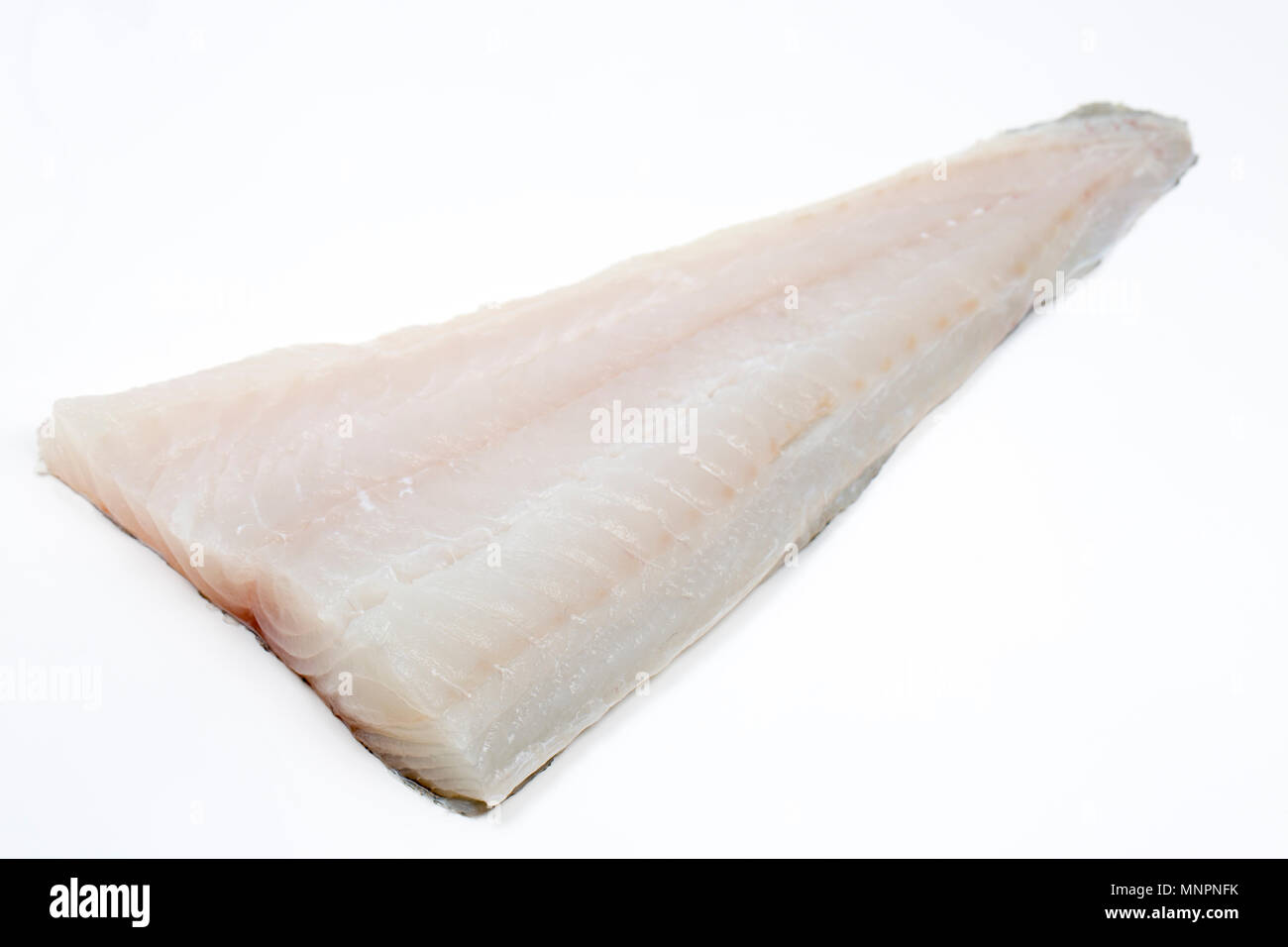 Eine Verrundung von Pollack Pollachius pollachius, die auf einen Köder mit Stab und Linie gefangen wurde von einem privaten Boot im Ärmelkanal vor der Küste von Do Stockfoto