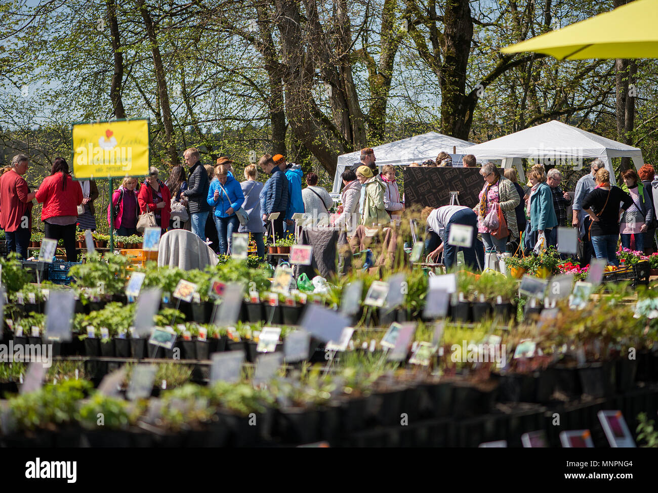 Die Anlage Parade in der schönen lettischen Stadt Sigulda. Leute kaufen und verkaufen SPROSSEN von Blüten, blühenden Sträuchern, Zierpflanzen und Obstbäumen. Stockfoto
