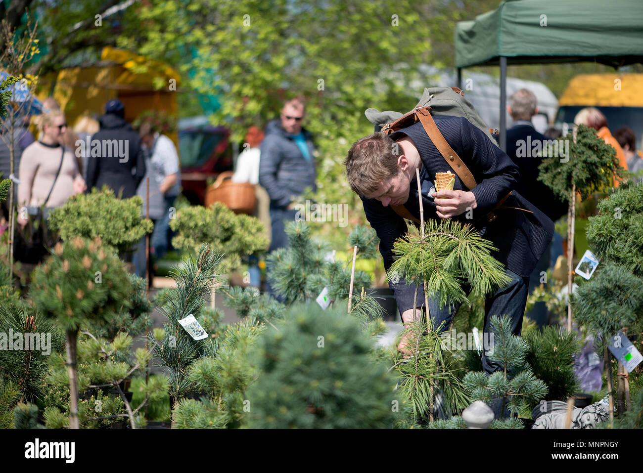 Die Anlage Parade in der schönen lettischen Stadt Sigulda. Leute kaufen und verkaufen SPROSSEN von Blüten, blühenden Sträuchern, Zierpflanzen und Obstbäumen. Stockfoto
