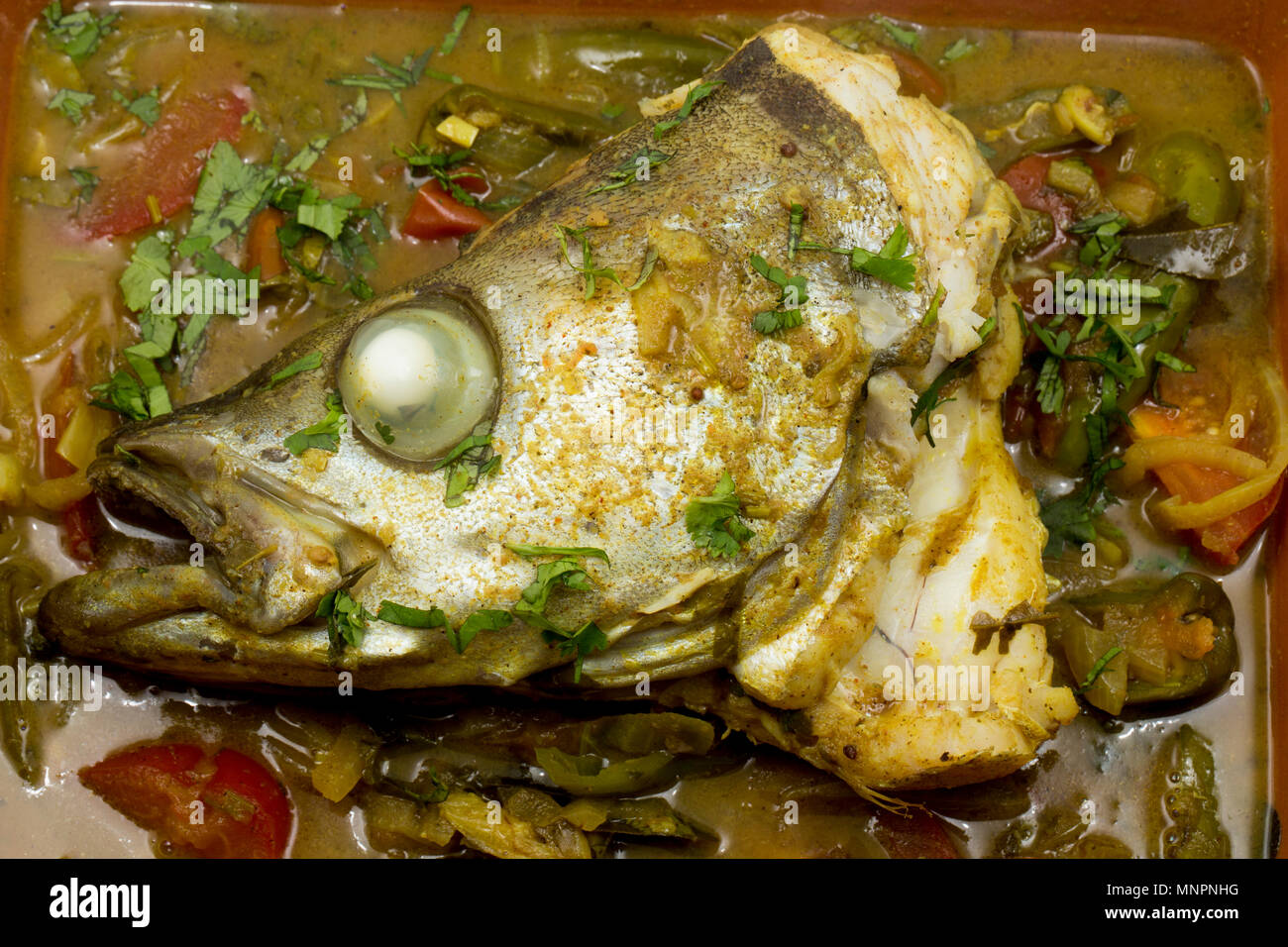 Der Kopf einer Pollack Pollachius pollachius, die Köder Angeln vom Boot im Ärmelkanal an der Küste von Dorset, die pa gefangen wurde Stockfoto