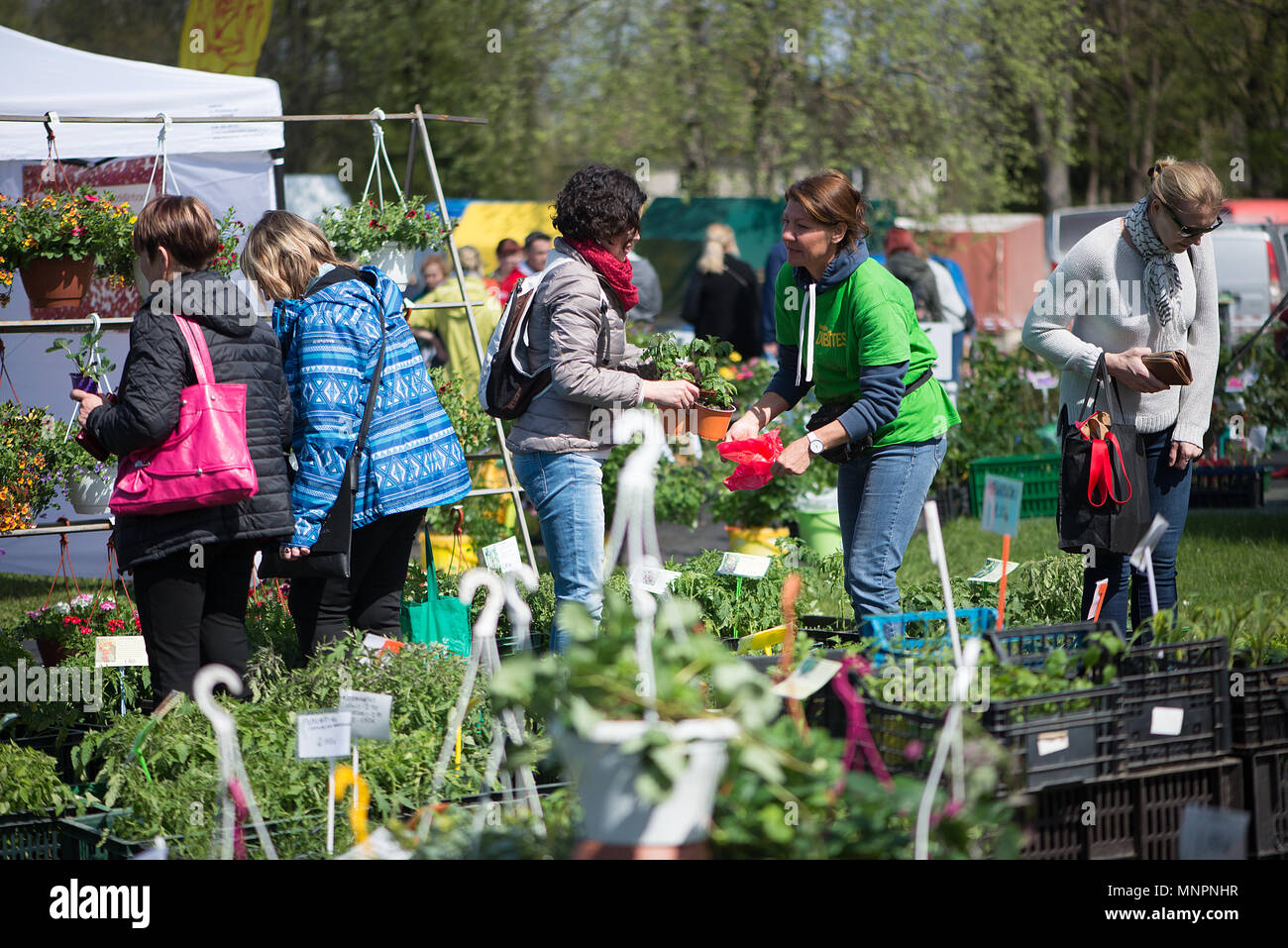 Die Anlage Parade in der schönen lettischen Stadt Sigulda. Leute kaufen und verkaufen SPROSSEN von Blüten, blühenden Sträuchern, Zierpflanzen und Obstbäumen. Stockfoto