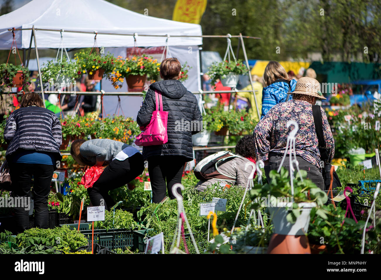 Die Anlage Parade in der schönen lettischen Stadt Sigulda. Leute kaufen und verkaufen SPROSSEN von Blüten, blühenden Sträuchern, Zierpflanzen und Obstbäumen. Stockfoto