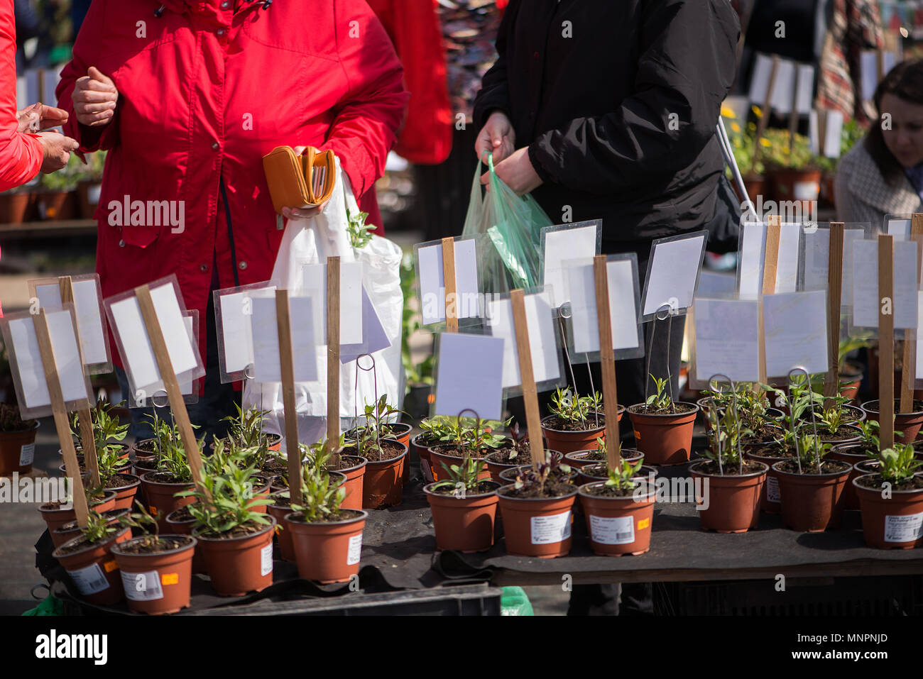 Die Anlage Parade in der schönen lettischen Stadt Sigulda. Leute kaufen und verkaufen SPROSSEN von Blüten, blühenden Sträuchern, Zierpflanzen und Obstbäumen. Stockfoto