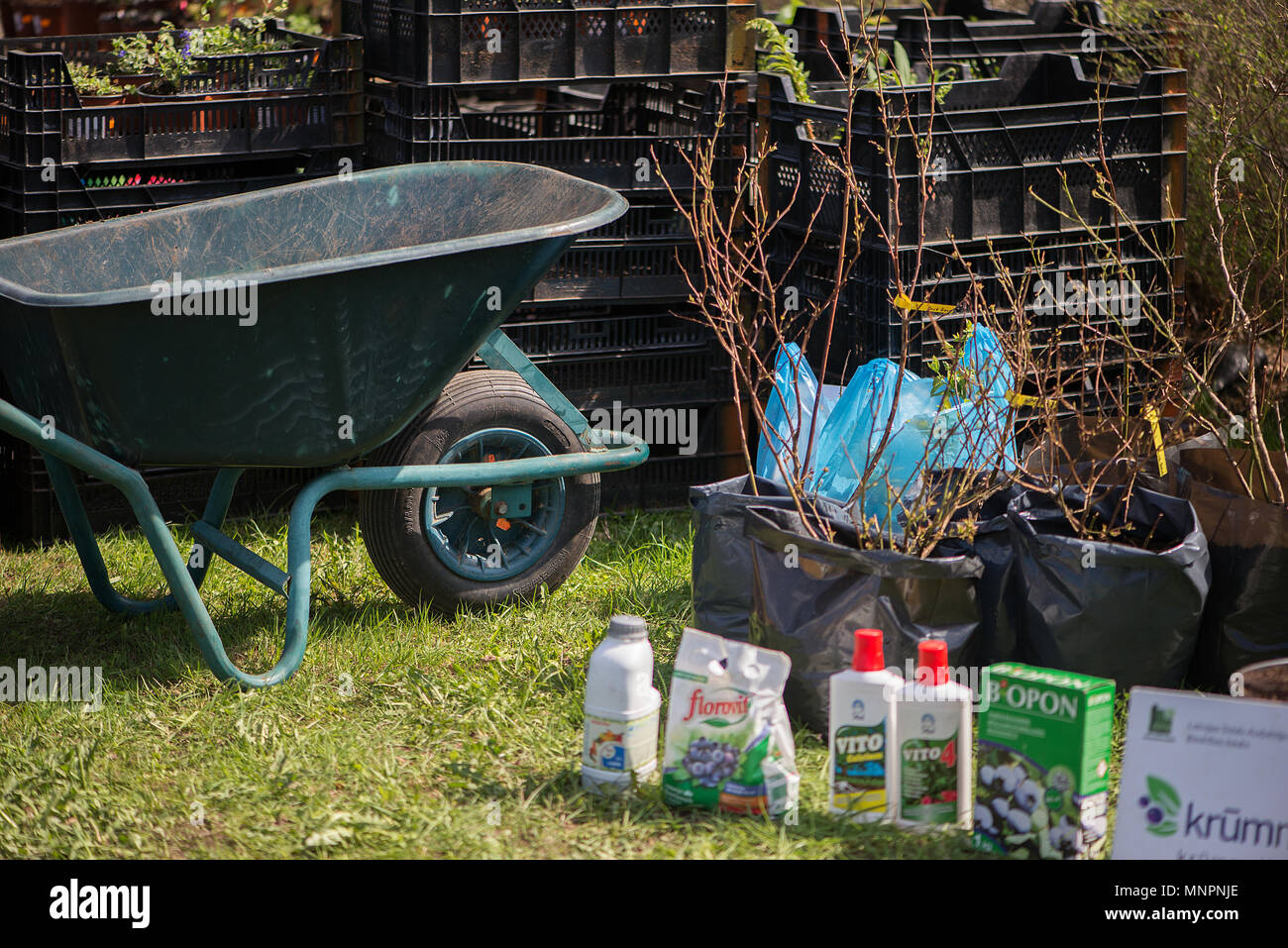 Die Anlage Parade in der schönen lettischen Stadt Sigulda. Leute kaufen und verkaufen SPROSSEN von Blüten, blühenden Sträuchern, Zierpflanzen und Obstbäumen. Stockfoto