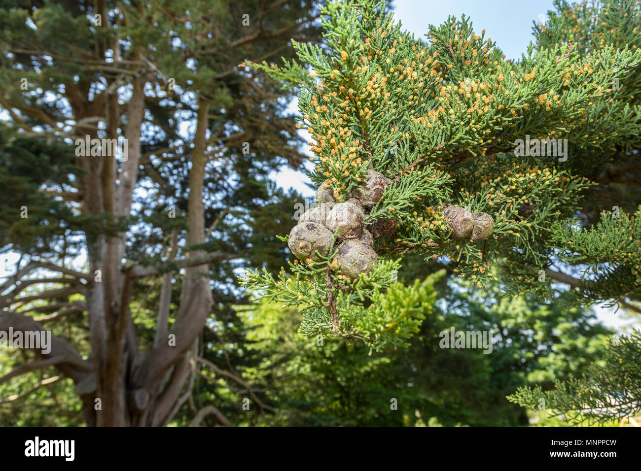 Monterey Zypressen (Cupressus macrocarpa) Kegel, die reproduktive Frucht des Baumes Stockfoto