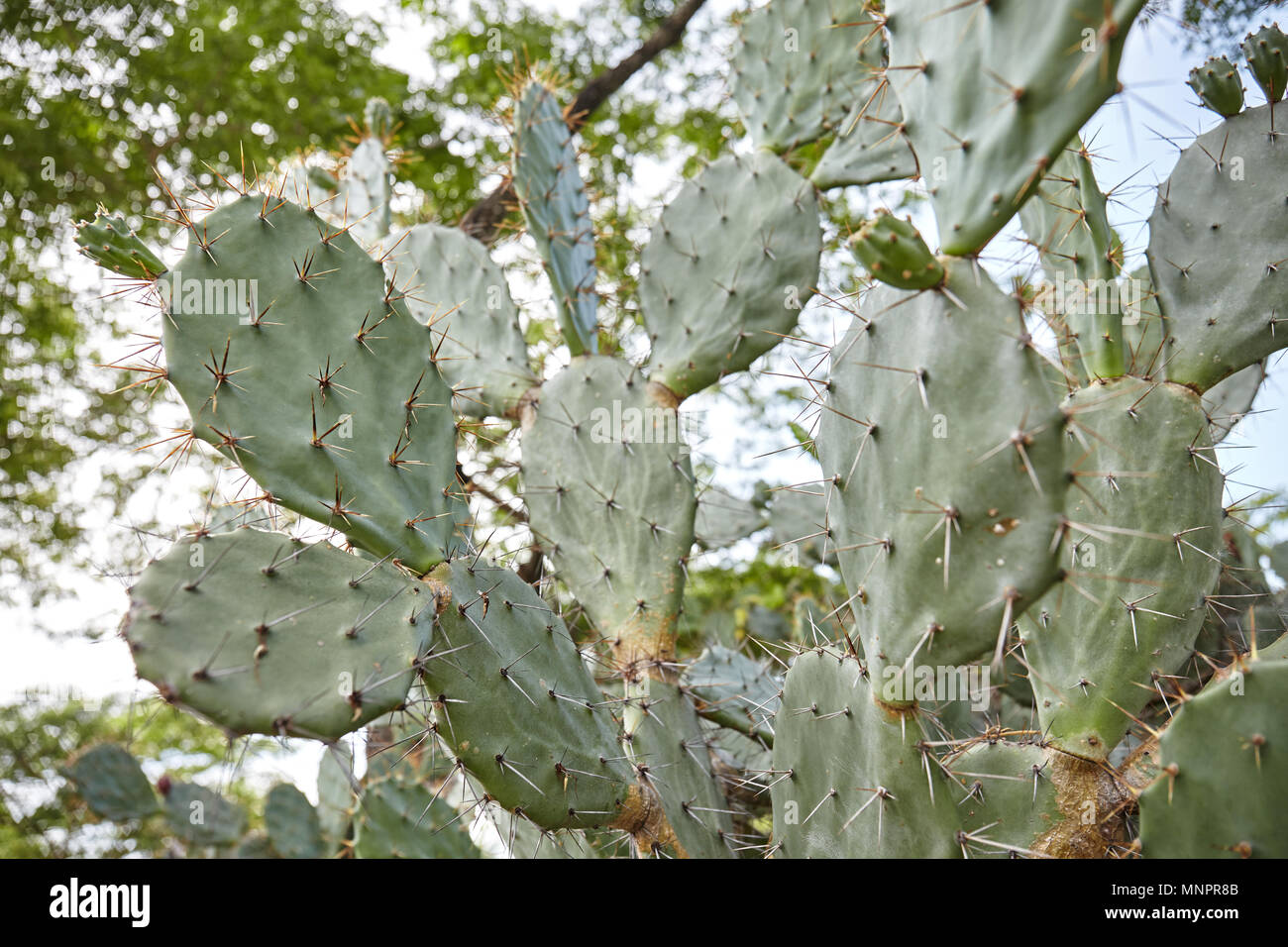 Die alten Kaktus auf Branchen, die in den Park mit vielen langen Dornen, die Sonne Licht und großen Baum im Hintergrund, Low Angle View. Stockfoto