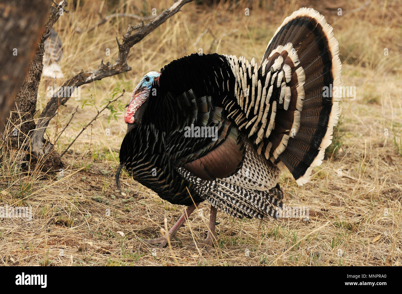 Eine männliche Gould wilde Türkei, (M.g. Mexikanische, und mehreren Weibchen die Wiesen am Fuße der Santa Rita Mountains durchstreifen, Coronado National Fo Stockfoto