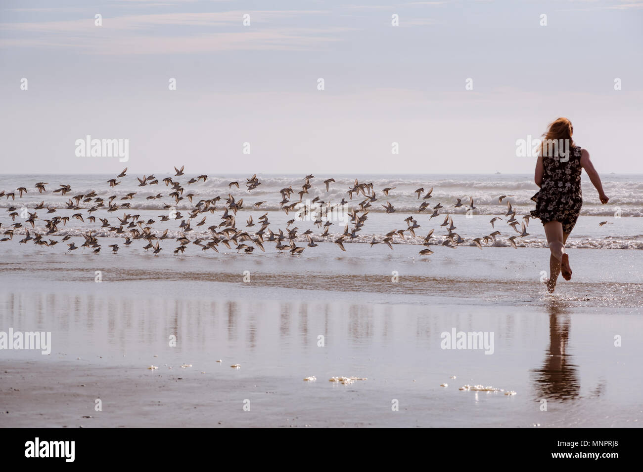 Frau läuft auf nassem Sand jagen Sandpiper Vögel, Spaß haben, spielend am Strand. Stockfoto