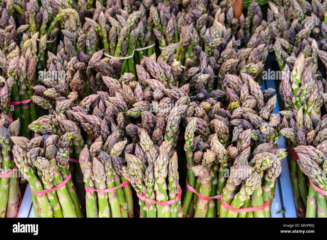 Die Trauben des frischen, organischen Spargel gesehen auf einem Markt im Frühsommer. Die Trauben werden zusammen mit elastischen Bändern gehalten. Stockfoto