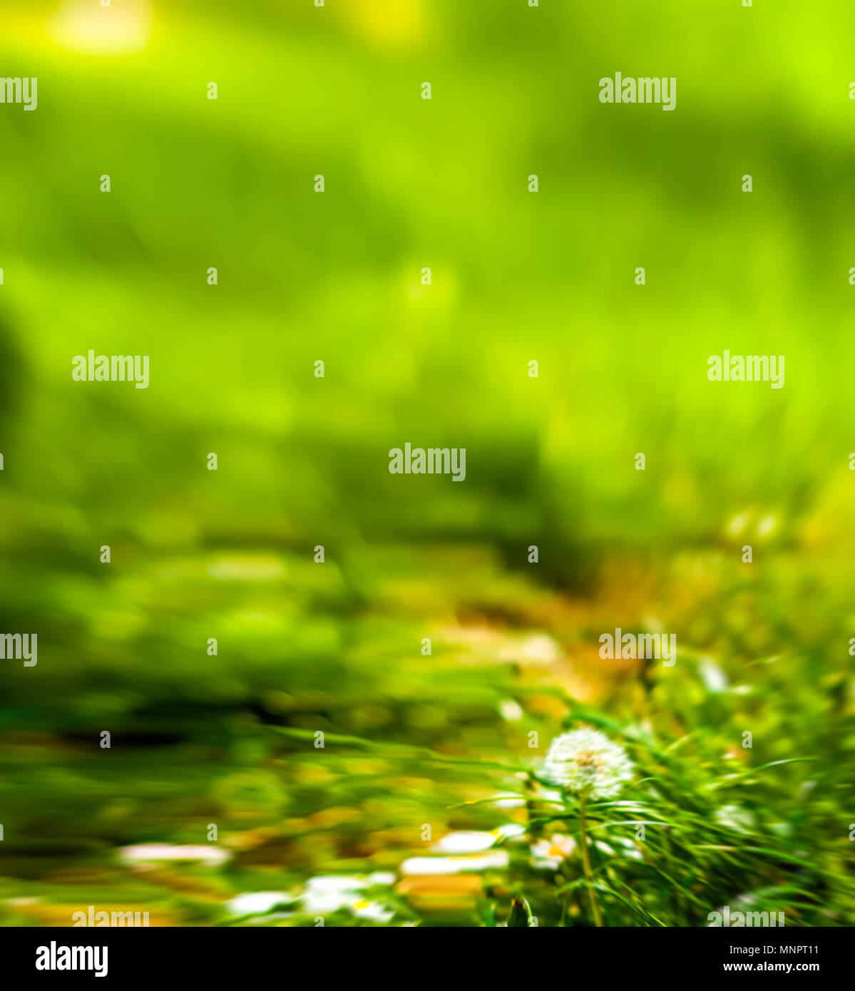 Zusammenfassung Hintergrund mit Motion blur Effekt von grünem Gras Feld und verschwommenes Löwenzahn im Vordergrund. Platz kopieren Stockfoto
