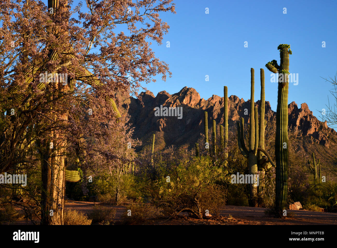 Ironwood Bäume blühen wie Saguaro Cactus bud vor dem Blühen, Silverbell Berge, zackige Top Peak, Ironwood Forest National Monument, Sonoran Wüste Stockfoto